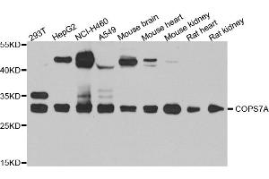 Western blot analysis of extracts of various cell lines, using COPS7A antibody. (COPS7A anticorps)
