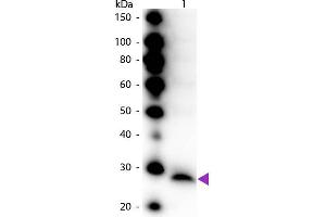 Western Blot of Peroxidase conjugated Rabbit Anti-Trypsinogen primary antibody. (Trypsinogen anticorps  (HRP))