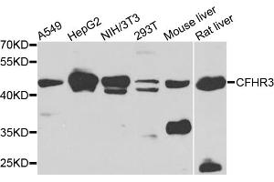 Western blot analysis of extracts of various cell lines, using CFHR3 antibody (ABIN5975725) at 1/1000 dilution. (CFHR3 anticorps)
