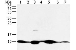 Western blot analysis of Mouse muscle and human fetal muscle tissue mouse heart tissue and PC3 cell mouse kidney and small intestines tissue 231 cell using COX7C Polyclonal Antibody at dilution of 1:300 (COX7C anticorps)