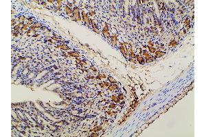ABIN6267452 at 1/100 staining mouse gastric tissue sections by IHC-P.