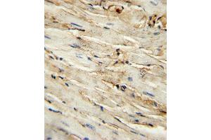 C antibody (Center ) (ABIN389408 and ABIN2839496) immunohistochemistry analysis in formalin fixed and paraffin embedded mouse heart tissue followed by peroxidase conjugation of the secondary antibody and DAB staining. (Endoglin anticorps  (AA 380-409))