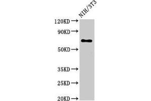 Western Blot Positive WB detected in: NIH/3T3 whole cell lysate All lanes: ZMYND11 antibody at 3 μg/mL Secondary Goat polyclonal to rabbit IgG at 1/50000 dilution Predicted band size: 71, 65, 67, 61 kDa Observed band size: 71 kDa