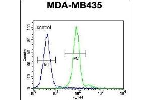 ALX4 Antibody (Center) (ABIN654344 and ABIN2844113) flow cytometric analysis of MDA-M cells (right histogram) compared to a negative control cell (left histogram). (ALX4 anticorps  (AA 249-275))