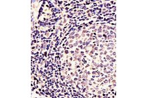 (ABIN391430 and ABIN2841422) staining EN1 in Human tonsil tissue sections by Immunohistochemistry (IHC-P - paraformaldehyde-fixed, paraffin-embedded sections).