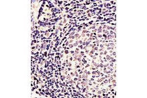 (ABIN391430 and ABIN2841422) staining EN1 in Human tonsil tissue sections by Immunohistochemistry (IHC-P - paraformaldehyde-fixed, paraffin-embedded sections). (EN1 anticorps  (N-Term))
