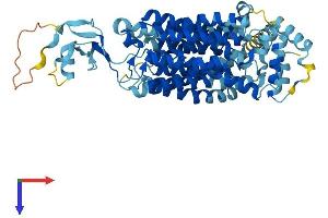 AlphaFold protein structure predicition of Mouse Recombinant Slc22a7 Protein, UniprotID Q91WU2