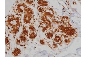 ABIN6267336 at 1/200 staining Human heart tissue sections by IHC-P. (IGF1R anticorps  (pTyr1346))