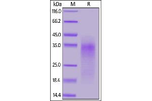 Mouse CD24, His Tag on  under reducing (R) condition.