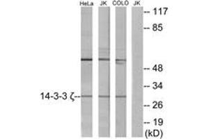 Western blot analysis of extracts from HeLa/Jurkat/COLO cells, using 14-3-3 zeta Antibody. (14-3-3 zeta anticorps  (AA 51-100))