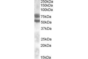 Western Blotting (WB) image for anti-Dachshund 1 (DACH1) (Internal Region) antibody (ABIN2464820) (DACH1 anticorps  (Internal Region))