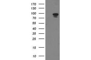 Image no. 2 for anti-Signal Transducer and Activator of Transcription 5A (STAT5A) antibody (ABIN1501191) (STAT5A anticorps)