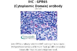 Image no. 1 for anti-G Protein-Coupled Receptor 65 (GPR65) (1st Cytoplasmic Domain) antibody (ABIN1735147) (GPR65 anticorps  (1st Cytoplasmic Domain))