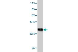 Western Blot detection against Immunogen (35.