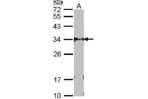 WB Image Sample (30 ug of whole cell lysate) A: NIH-3T3 12% SDS PAGE FBXL12 antibody antibody diluted at 1:1000