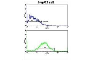 Flow cytometric analysis of HepG2 cells using PUM2 Antibody (bottom histogram) compared to a negative control cell (top histogram).