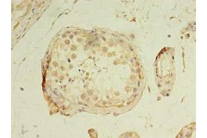 Immunohistochemistry of paraffin-embedded human testis tissue using ABIN7160749 at dilution of 1:100