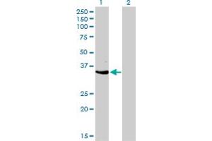 Image no. 1 for anti-Cyclin-Dependent Kinase 3 (CDK3) (AA 206-305) antibody (ABIN465981) (CDK3 anticorps  (AA 206-305))