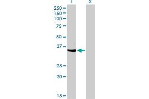 Image no. 1 for anti-Cyclin-Dependent Kinase 3 (CDK3) (AA 206-305) antibody (ABIN465981)