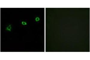 Immunofluorescence analysis of HuvEc cells, using OR1N1 Antibody. (OR1N1 anticorps  (AA 231-280))