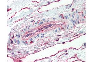 Anti-ANXA5 / Annexin V antibody IHC staining of human vessel.