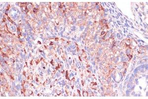 Immunohistochemistry of paraffin-embedded Rat ovary using WNT10B Polyclonal Antibody at dilution of 1:100 (40x lens). (WNT10B anticorps)
