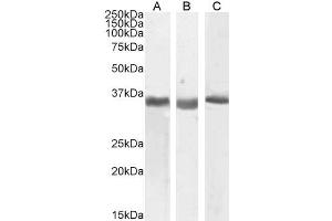 ABIN940566 (0. (SPON2 anticorps  (Internal Region))