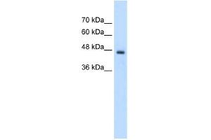 WB Suggested Anti-PCYT2 Antibody Titration:  2. (PCYT2 anticorps  (C-Term))