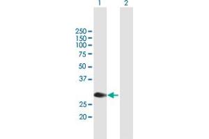 Western Blot analysis of MYCL1 expression in transfected 293T cell line by MYCL1 MaxPab polyclonal antibody. (LMYC anticorps  (AA 1-206))