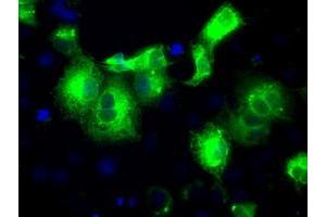 Anti-PRDX4 mouse monoclonal antibody (ABIN2453501) immunofluorescent staining of COS7 cells transiently transfected by pCMV6-ENTRY PRDX4 (RC203330). (Peroxiredoxin 4 anticorps)