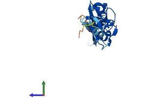 AlphaFold protein structure predicition of Mouse Recombinant Lmo1 Protein, UniprotID Q924W9