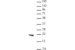 Hmgn2 pAb tested by Western blot. (HMGN2 anticorps  (N-Term))