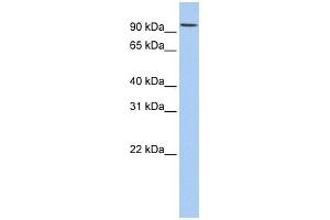 WB Suggested Anti-RNF19A Antibody Titration:  0.