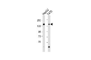 All lanes : Anti-GLG1 Antibody (C-term) at 1:2000 dilution Lane 1: HepG2 whole cell lysate Lane 2: T47D whole cell lysate Lysates/proteins at 20 μg per lane. (GLG1 anticorps  (C-Term))