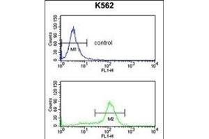 CDK5R Antibody (C-term) (ABIN652977 and ABIN2842619) flow cytometry analysis of K562 cells (bottom histogram) compared to a negative control cell (top histogram). (CDK5RAP1 anticorps  (C-Term))