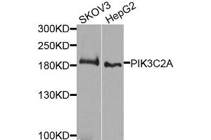 Western blot analysis of extracts of various cells, using PIK3C2A antibody.
