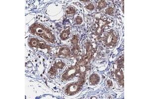 Immunohistochemical staining of human breast with KIAA1328 polyclonal antibody  shows moderate cytoplasmic and nuclear positivity in glandular cells. (KIAA1328 anticorps)