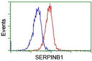 Image no. 13 for anti-serpin Peptidase Inhibitor, Clade B (Ovalbumin), Member 1 (SERPINB1) (AA 77-306) antibody (ABIN1491671)