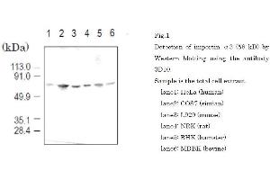 Western Blotting (WB) image for anti-Karyopherin (Importin) alpha 4 (KPNA4) (full length) antibody (ABIN2452037)
