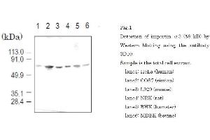 Western Blotting (WB) image for anti-Karyopherin (Importin) alpha 4 (KPNA4) (full length) antibody (ABIN2452037) (KPNA4 anticorps  (full length))
