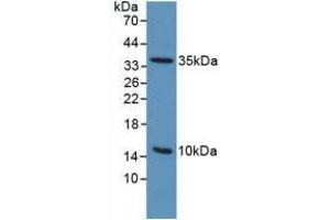 Western blot analysis of Mouse Sp2/0 Cells. (PLAUR anticorps  (AA 13-114))