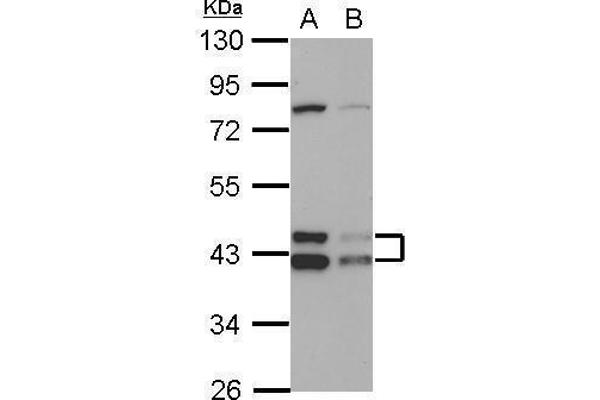 DNAJA3 anticorps  (Center)