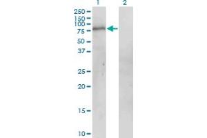 Western Blot analysis of POGK expression in transfected 293T cell line by POGK monoclonal antibody (M01), clone 1A9. (POGK anticorps  (AA 431-540))