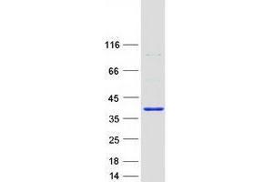Validation with Western Blot