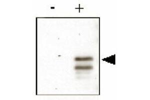 Anti-CREB pS133 was used to detect phosphorylated CREB by immunoblot. (CREB1 anticorps  (pSer133))