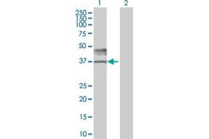 Western Blot analysis of BSG expression in transfected 293T cell line by BSG MaxPab polyclonal antibody. (CD147 anticorps  (AA 1-269))