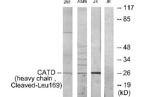 Western blot analysis of extracts from 293 cells and NIH-3T3 cells treated with etoposide (25uM, 1hour), Jurkat cells and A549 cells treated with etoposide (25uM, 24hours), using CATD (heavy chain, Cleaved-Leu169) antibody. (Cathepsin D anticorps  (Cleaved-Leu169, Heavy Chain))