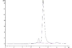The purity of Mouse CXCL4 is greater than 95 % as determined by SEC-HPLC. (PF4 Protein (AA 30-105) (Fc Tag))