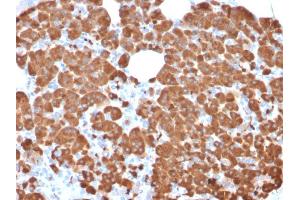 Formalin-fixed, paraffin-embedded human Pancreas stained with Carboxypeptidase A1 / CPA1 Mouse Monoclonal Antibody (CPA1/2711).
