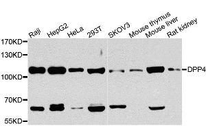 Western blot analysis of extracts of various cell lines, using DPP4 antibody.